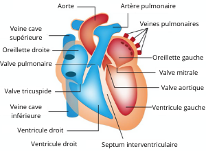 echocardiographie-radio-coeur-rappel