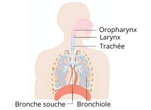 emphyseme-pulmonaire-anatomie