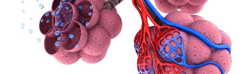 emphysème pulmonaire : alvéole de sang saturé d'oxygène dans les poumons