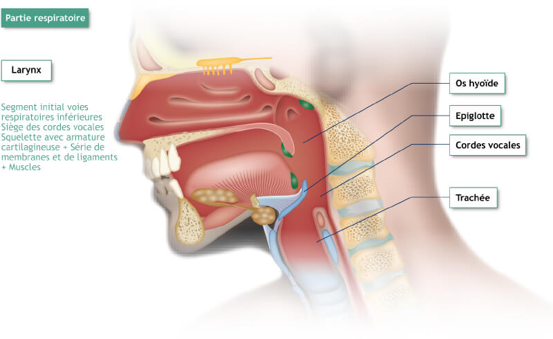 anatomie de la partie respiratoire