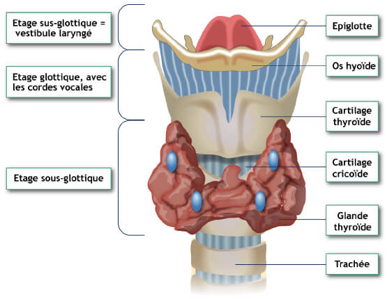 Anatomie du larynx