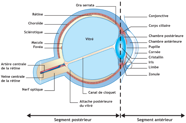 Schéma de l'oeil