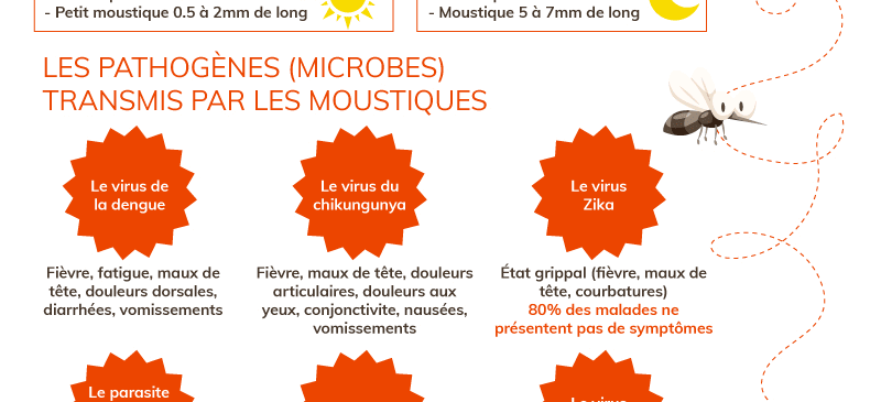 Infographie sur les maladies transmisses par les moustiques