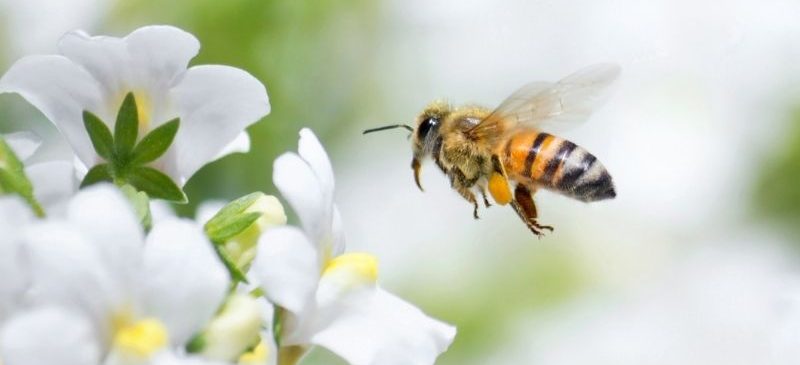 Abeille qui vient butiner des fleurs blanches