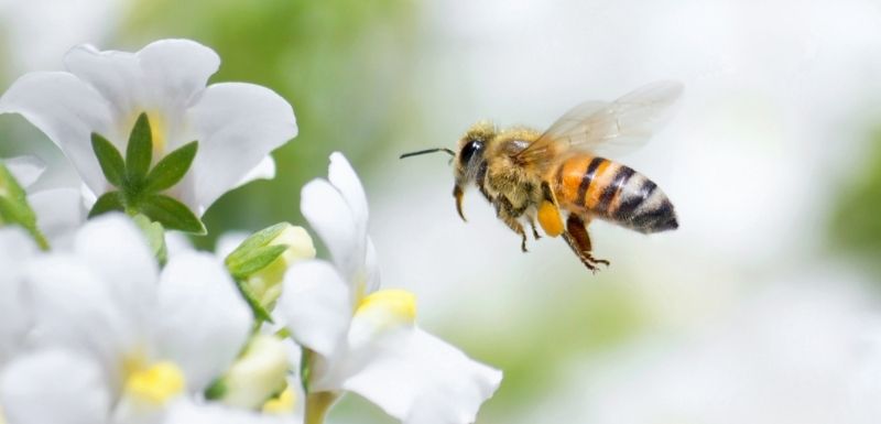 Abeille qui vient butiner des fleurs blanches