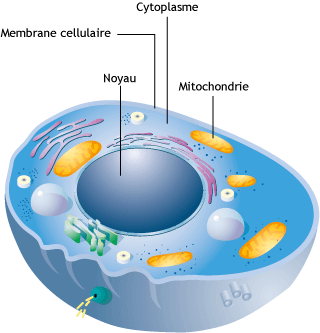 schema-cellule-mitochondrie