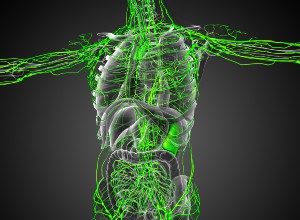 corps humain avec les vaisseaux lymphatiques mis en évidence 