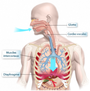 illustration des voies respiratoires