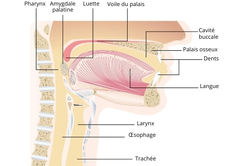 schéma de la cavité buccale et du pharynx pour montrer une Pharyngite