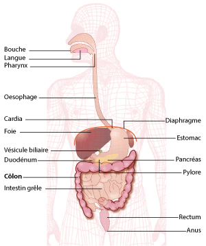 schéma appareil digestif