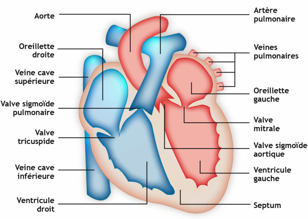 Anatomie du coeur pour montrer une extrasystole