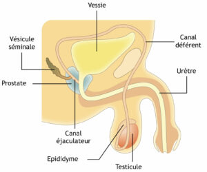 Schéma parties génitales masculine
