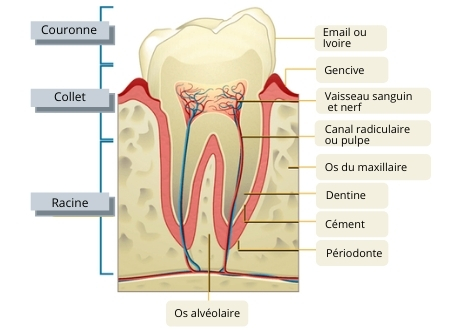 schéma pour décrire une rage de dents