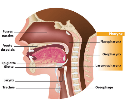 schéma pour définir les maux de gorge