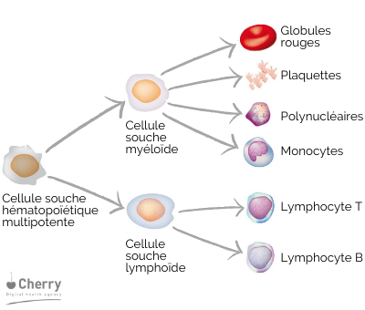 Schéma de l'aplasie médulaire