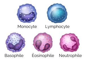 définitions de l'agranulocytose