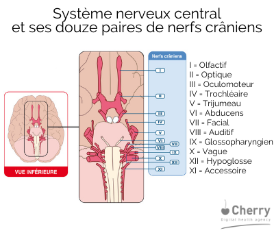 système nerveux central et ses douze paires de nerfs crâniens