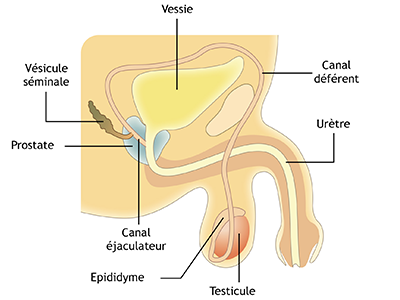 appareil génital masculin