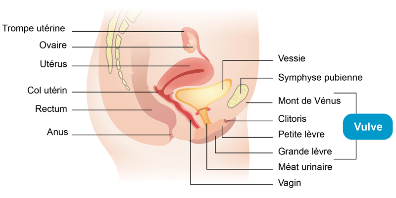 schéma de l'appareil génital feminin