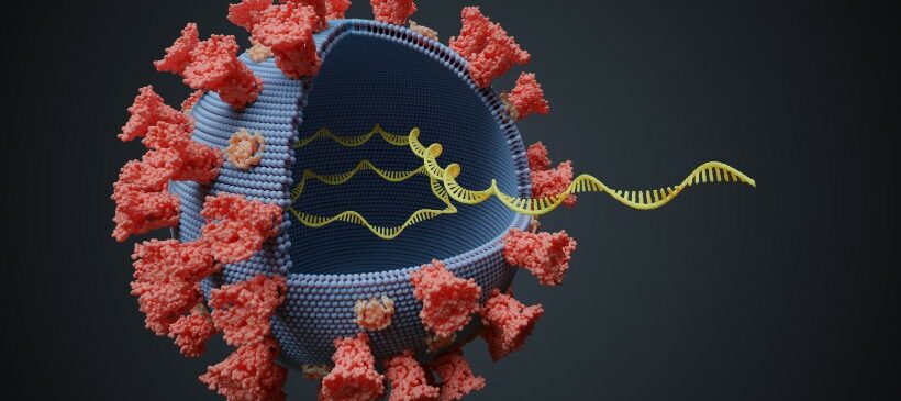 Virus mutants du SARS-CoV-2