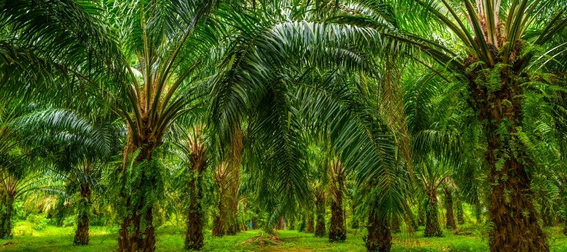 Effets de l‘huile de palme sur la santé