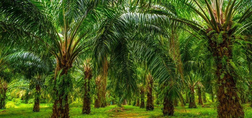 Effets de l‘huile de palme sur la santé 