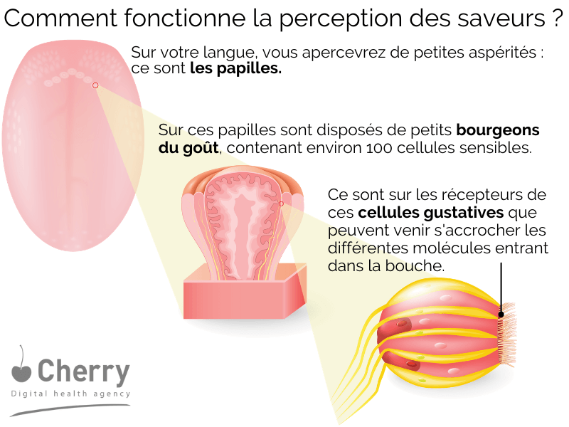 schema perception des saveurs