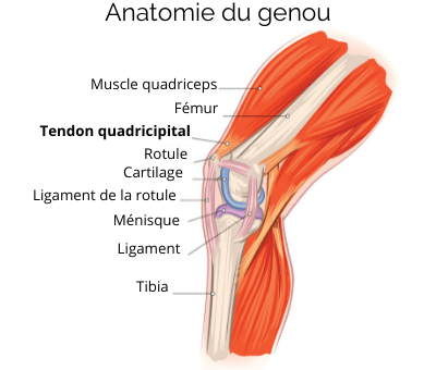 anatomie du genou