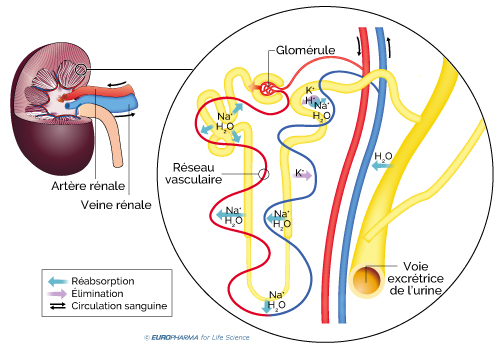 Filtration glomérulaire et échange de minéraux