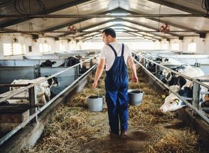 Agriculteur avec ses vaches