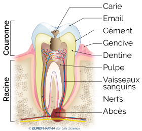 Anatomie de la dent et abcès