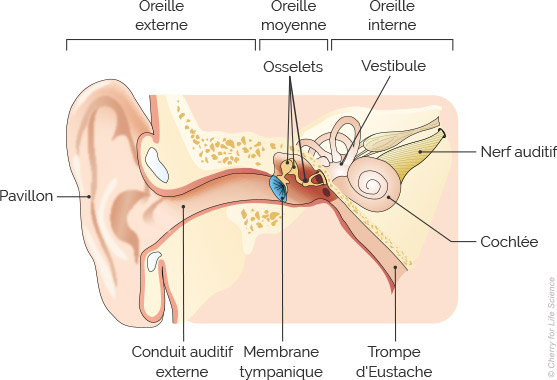 schéma d'une oreille interne