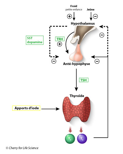 Schéma de la thyroide