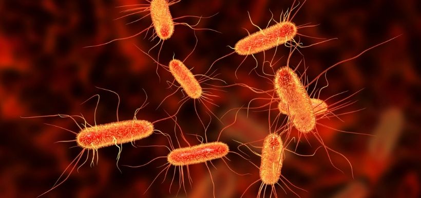 Bactérie Escherichia coli chez l’enfant