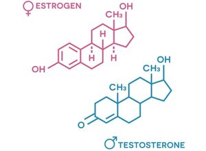 molécules œstrogène et testostérone 