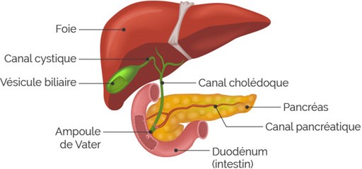 Anatomie du système hépatique