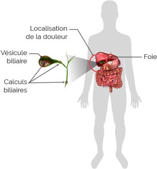 Anatomie du système hépatique