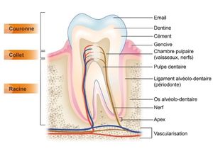 image détaillée expliquant les différentes couches d'une dent