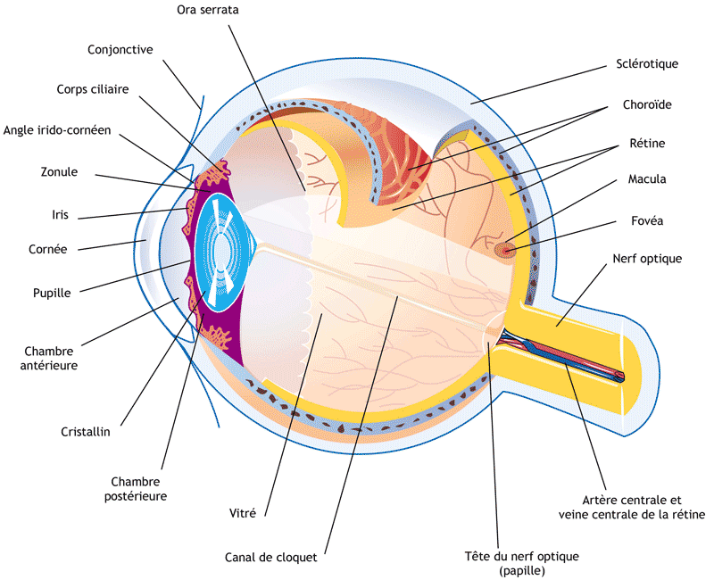 Coupe 3D de l'œil 