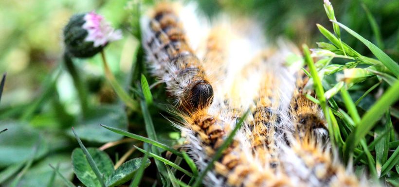 des chenilles dans l'herbe