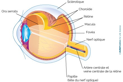 description de la rétine