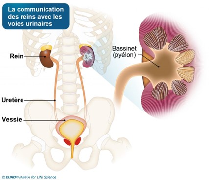 la communication des reins avec les voies urinaires