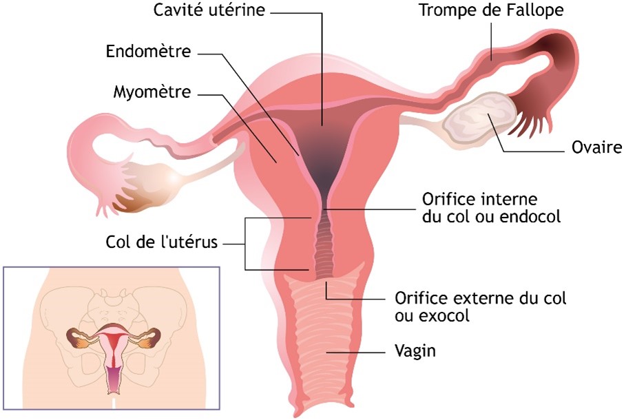 anatomie du col de l’utérus