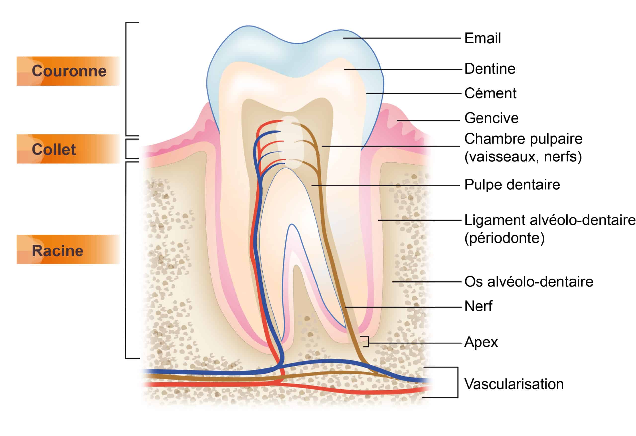 le schéma explicatif d'une dent
