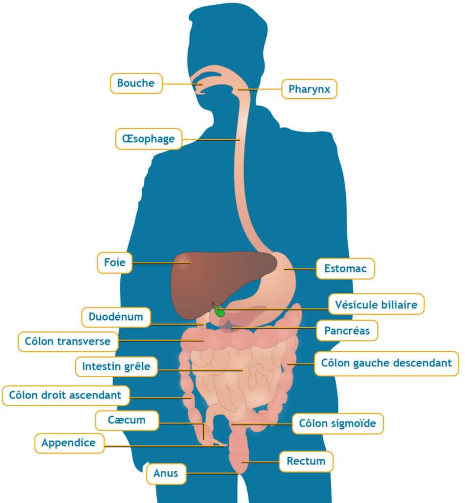 illustration du tube digestif