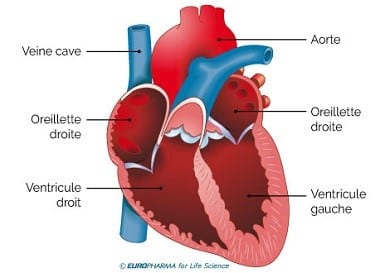 anatomie du coeur