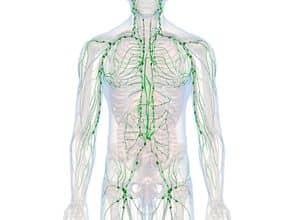 Système lymphatique chez l'être humain