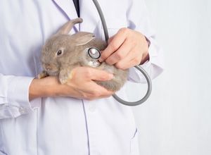 un vétérinaire qui tient un lapin dans ses mains