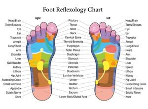 anatomie des pieds