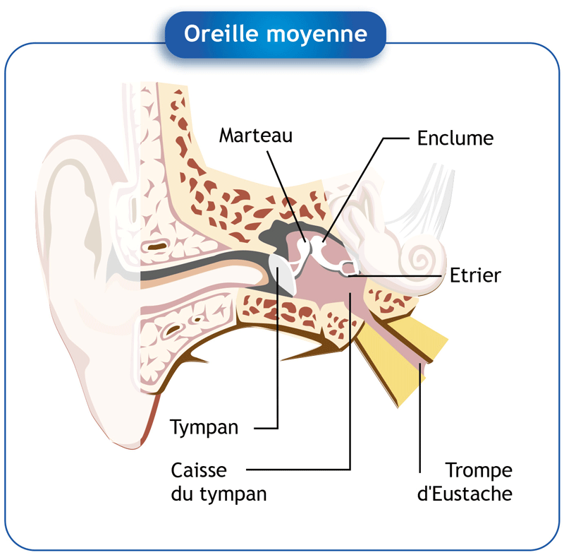 schéma de l'oreille